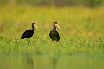 Birds of Brazil. Bare-faced ibis, Phimosus infuscatus, exotic bird in nature habitat, sitting in grass with beautiful evening sun light, during sunset, Pantanal, Brazil , wildlife nature.