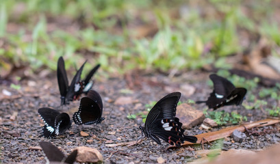 A beautiful  butterfly in the nature background.