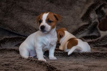 Jack Russell puppy sitting on a brown blanket.