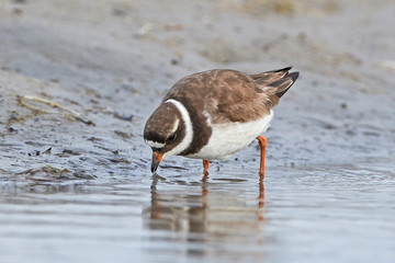 Common ringed plover (Charadrius hiaticula)