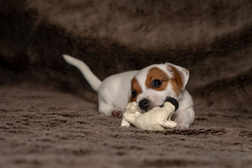 Jack Russell puppy plays with her toys.