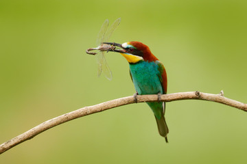 European Bee-eater, Merops apiaster, beautiful bird sitting on the branch with dragonfly in the bill, action scene in the nature habitat, Bulgaria. Animal with catch.