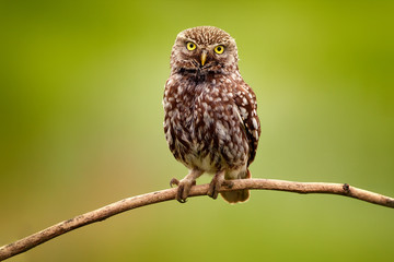 Little Owl, Athene noctua, bird in the nature habitat, clear green background. Bird with yellow eyes, Bulgaria. Wildlife scene from nature.