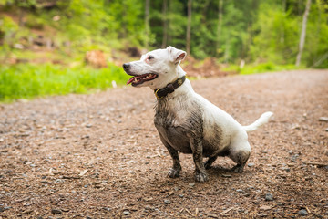Dirty Jack Russel Terrier have a fun in the forest