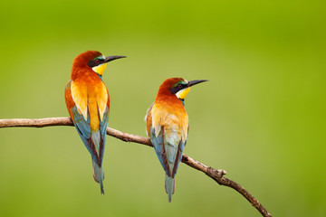 Pair of beautiful birds European Bee-eaters, Merops apiaster, sitting on the branch with green background. Birds in the nature habitat.