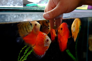 Feeding fishes in aquarium 