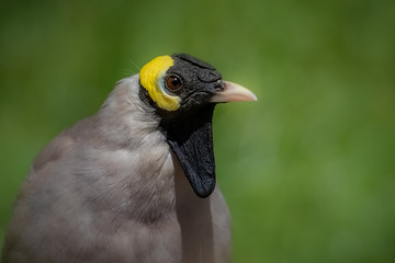 Lappenstar (Männchen) während der Brutzeit