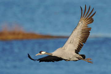 Common Crane, Grus grus, big bird flying the nature habitat, Lake Hornborga, Sweden. Wildlife scene...