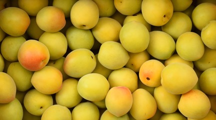 たくさんの梅の実