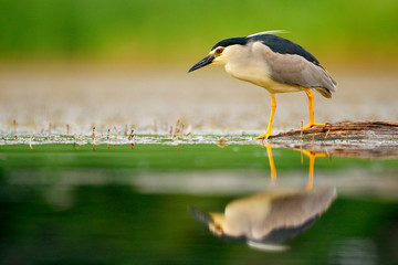 Night heron, Nycticorax nycticorax, grey water bird sitting by the water, animal in the nature habitat, Romania, Europe. Heron with mirror in the water.