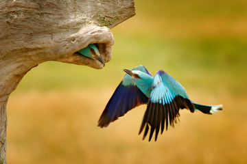 Roller in nest tree hole, nesting time in spring. Birdwatching in Hungary. Nice colour light blue bird European Roller flying in nature habitat. Wildlife scene from Europe.