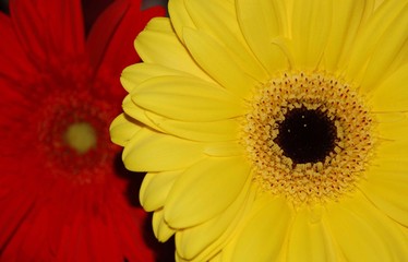 the colors of the flowers