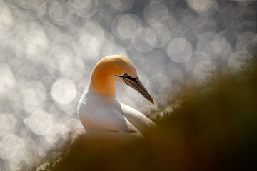 Art view on birds. Northern gannet, detail portrait of sea animnal sitting on the nest in grass,...