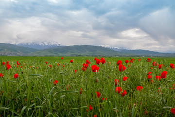 Poppies. A beautiful blooming glade of poppies.