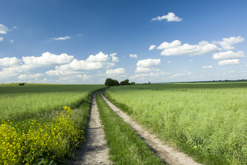 Long country road through green fields