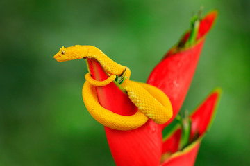 Poison danger viper snake from Costa Rica. Yellow Eyelash Palm Pitviper, Bothriechis schlegeli, on red wild flower. Wildlife scene from tropic forest. Bloom with snake in Central America.