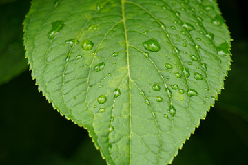 Leaves on a rainy day.  雨の日の葉