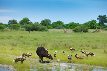 Wild Dog Hunting in Botswana, buffalo cow and calf with predator. Wildlife scene from Africa,...