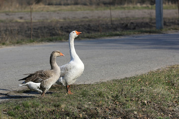 two rural gooses