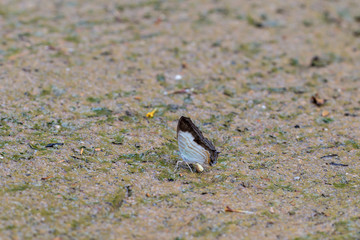 A beautiful  butterfly in the nature background.