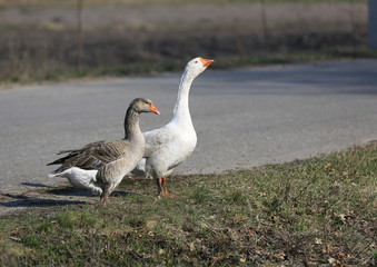 two gooses on meadow
