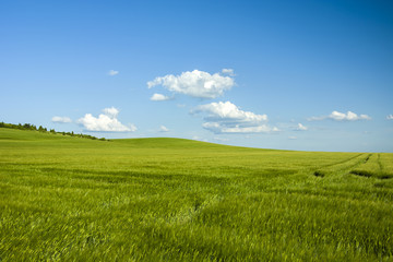 Fototapeta na wymiar Grain barley growing on a hill