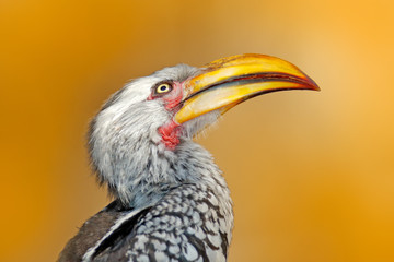 Detail portrait big bill bird from Africa. Southern Yellow-billed Hornbill, Tockus leucomelas, portrait of grey and black bird with big yellow bill, Botswana, Africa