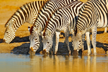 Fototapeta na wymiar Animals drinking water. Plains zebra, Equus quagga, in the grassy nature habitat, evening light, Hwange National Park Zimbabwe. Wildlife scene from African nature. Hot summer day in Africa.