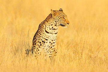 Leopard, Panthera pardus shortidgei, hidden portrait in the nice yellow grass. Big wild cat in the nature habitat, Hwange NP, Zimbabwe. Wildlife scene form Frica nature. Spotted cat on the madow.