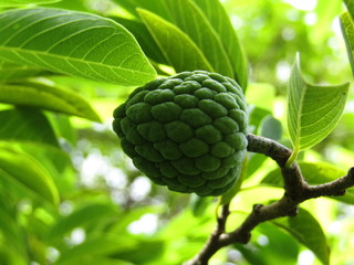 Fototapeta premium Custard Apple 