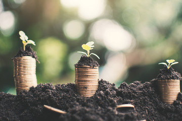 Coins growing on soil background,Economic growth concept.