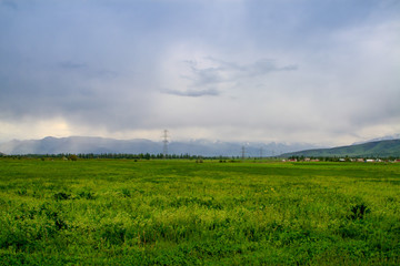 Beautiful summer meadow with green grass and low clouds.