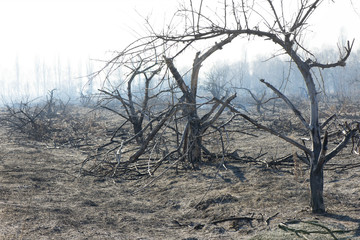 dry burnt wood at noon