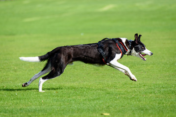 A black & white lurcher dog running fast in the park