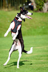 Black & white dog, catching a tennis ball in the park
