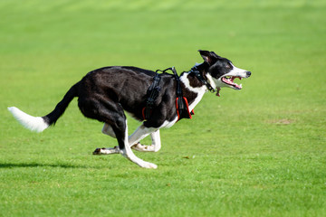 A black & white lurcher dog running fast in the park