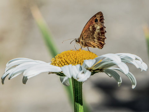 Papillon et Margueritte