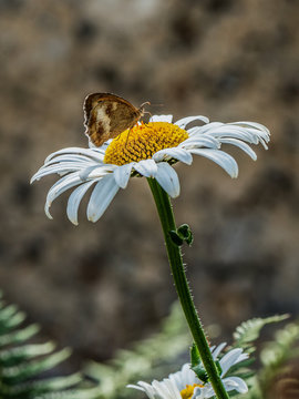 Papillon et Margueritte