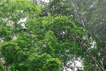 Gibbon is jumping in the forest.