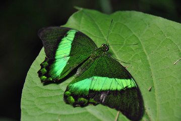 Beautiful green-black swallowtail lycaenidae butterfly on a green leaf