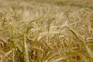 Harvest on the wheat field