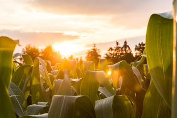 Sunset in the summer on a maize field with sun flair