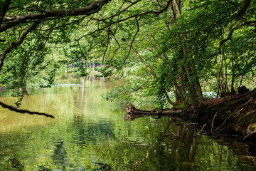 A lake in the woods in Denmark
