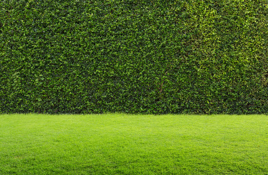 Green grass and hedge