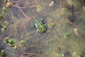 Grenouille