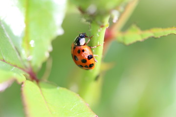 Fototapeta premium insecte