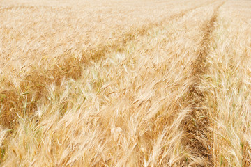 yellow wheat field and clear sky is in the bright sunny day, beautiful summer landscape