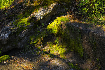 The old ladder covered with a moss.