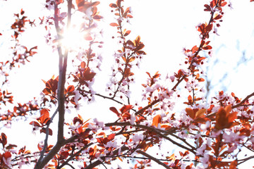 Beautiful blossoming tree on sky background