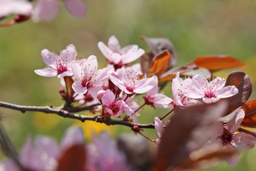 Beautiful blossoming tree outdoors, closeup